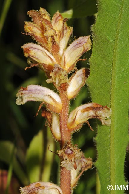 Orobanche minor