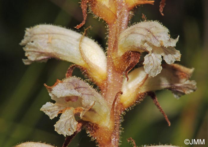 Orobanche minor