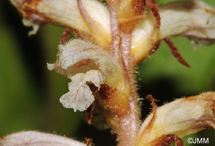 Orobanche minor