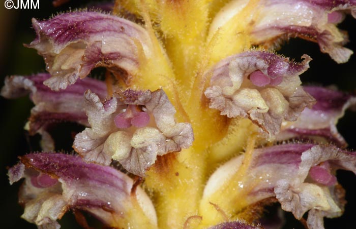 Orobanche minor