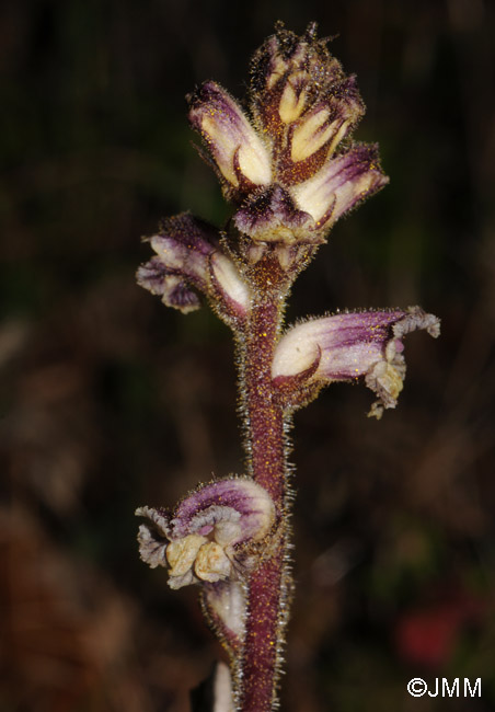 Orobanche minor var. minor