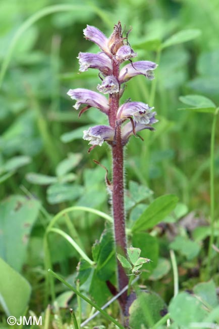 Orobanche minor