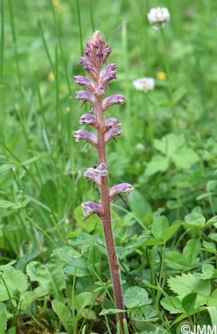 Orobanche minor