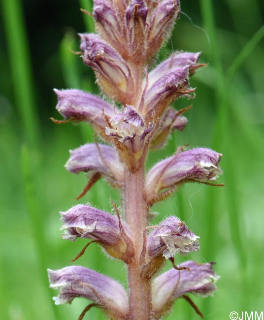 Orobanche minor