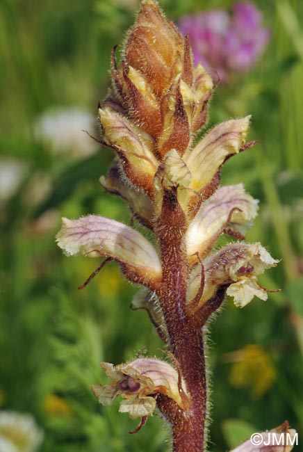 Orobanche minor