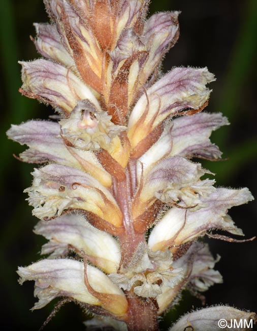 Orobanche minor