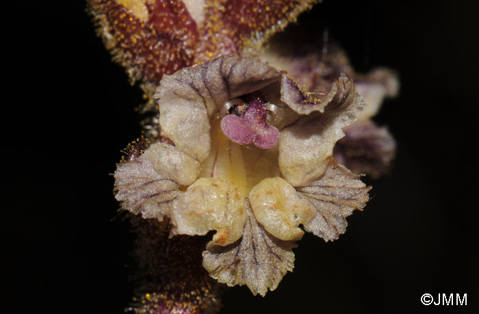 Orobanche minor var. minor