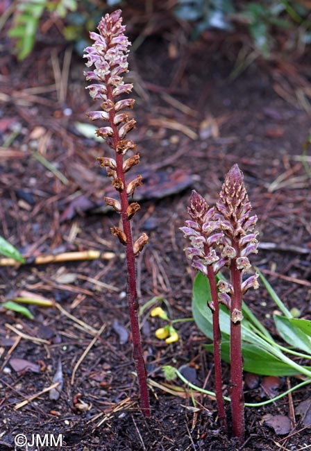 Orobanche minor