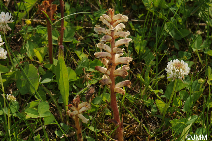 Orobanche minor var. minor