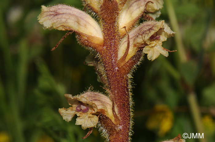 Orobanche minor var. minor