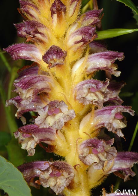 Orobanche minor