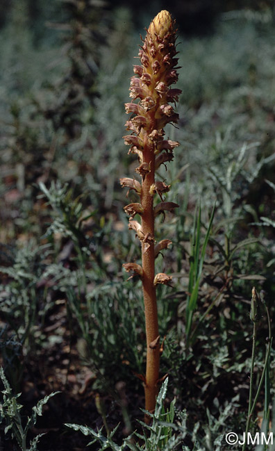 Orobanche minor var. compositarum