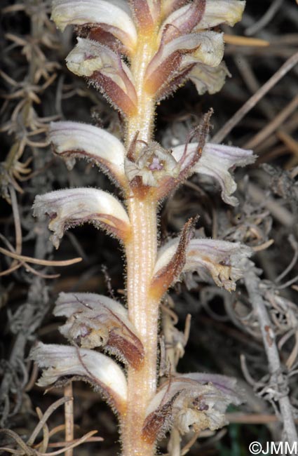 Orobanche minor var. compositarum