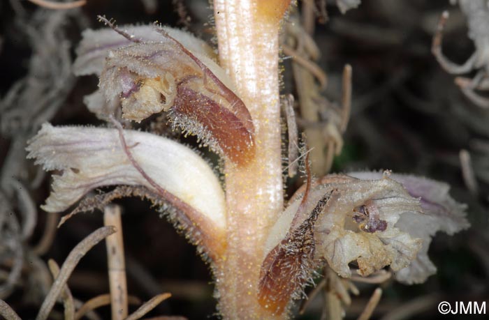 Orobanche minor var. compositarum