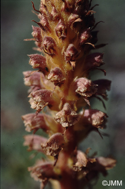 Orobanche minor var. compositarum