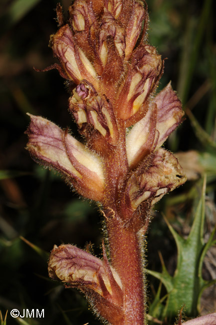 Orobanche minor var. compositarum