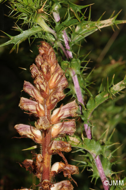 Orobanche minor var. compositarum