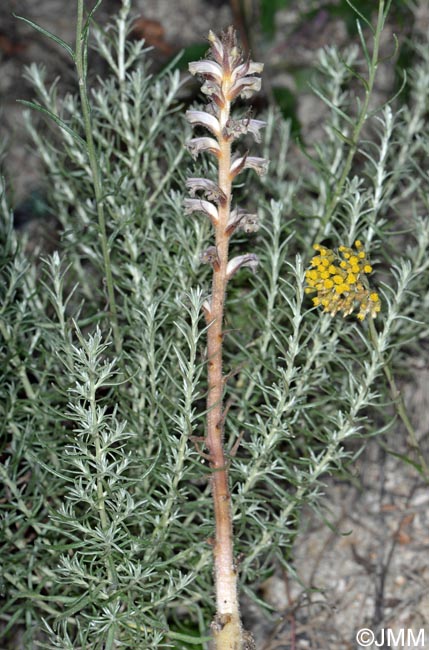 Orobanche minor var. compositarum