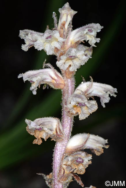 Orobanche minor var. compositarum