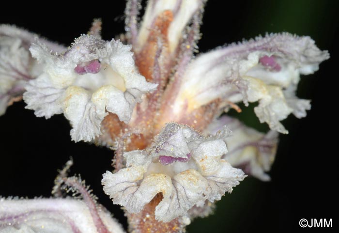 Orobanche minor var. compositarum