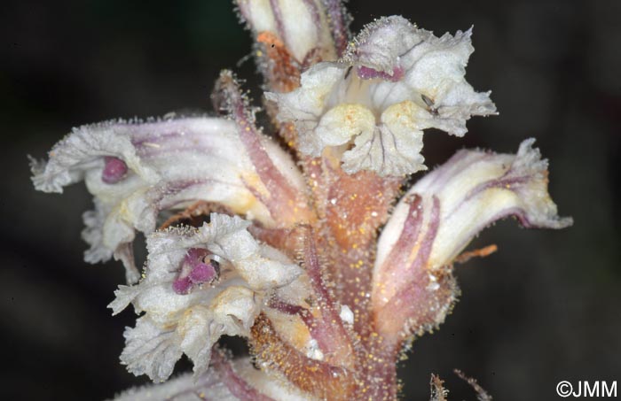 Orobanche minor var. compositarum