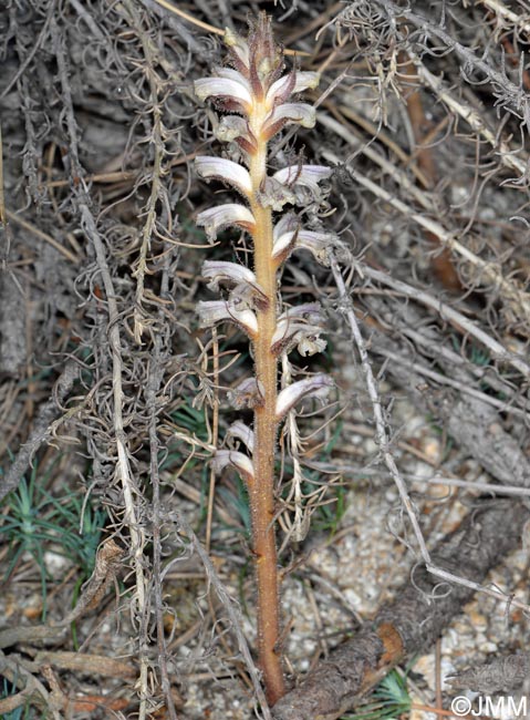 Orobanche minor var. compositarum