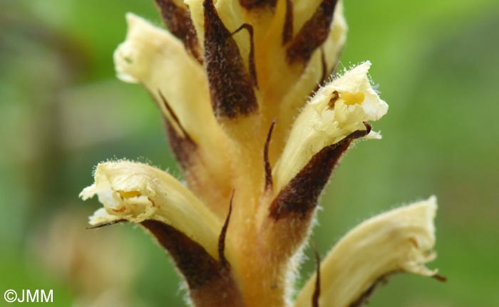 Orobanche minor var. concolor