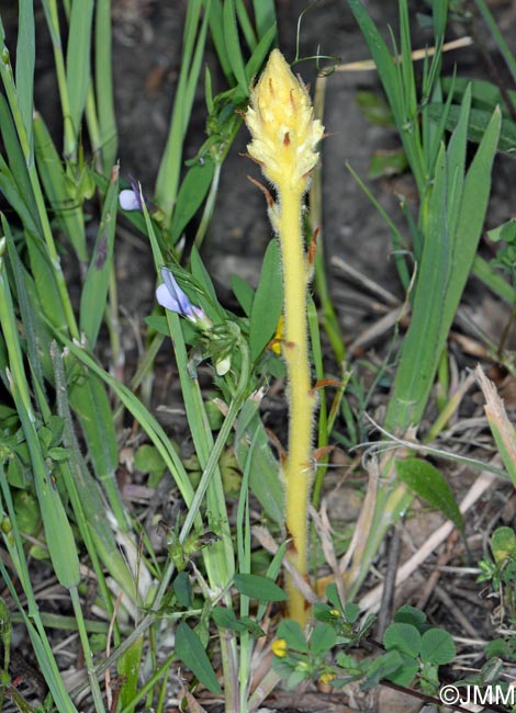 Orobanche minor var. flava