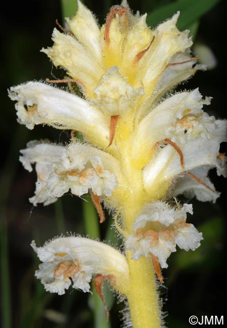 Orobanche minor var. flava