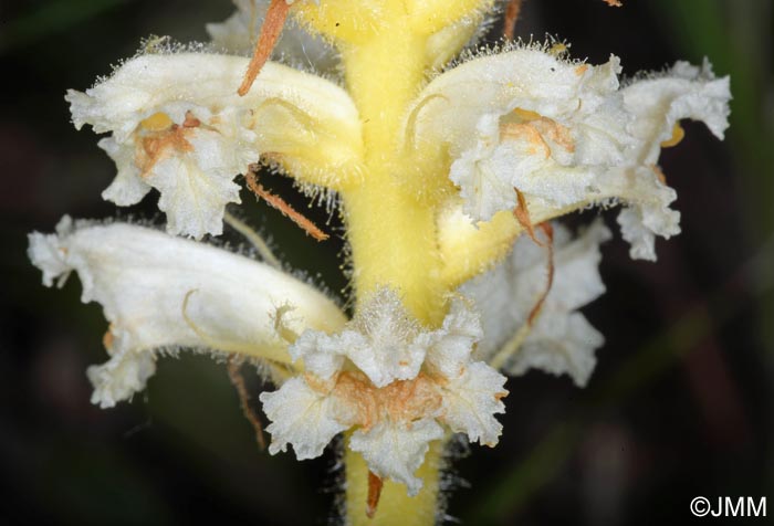 Orobanche minor var. flava