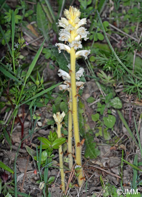 Orobanche minor var. flava