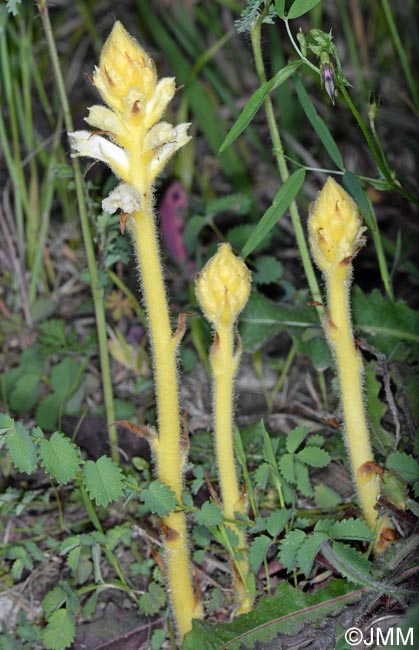 Orobanche minor var. flava