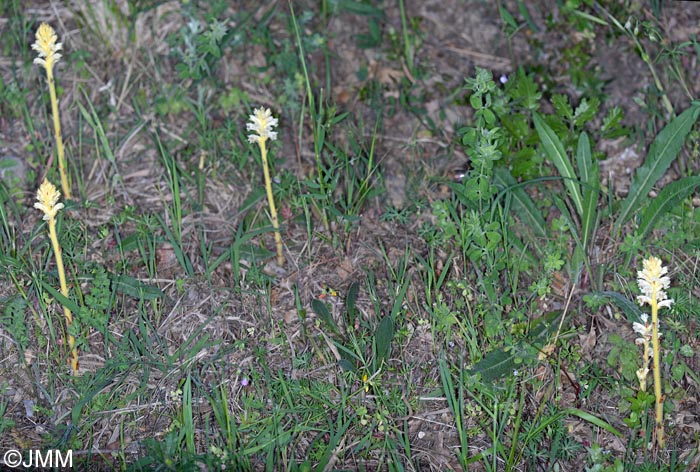 Orobanche minor var. flava