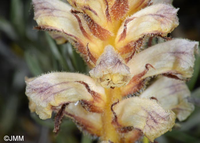 Orobanche minor = Orobanche livida