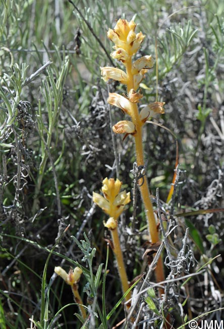 Orobanche minor = Orobanche livida