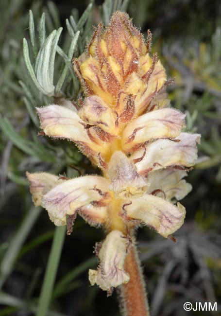 Orobanche minor = Orobanche livida