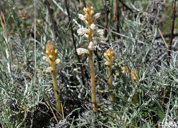 Orobanche minor = Orobanche livida