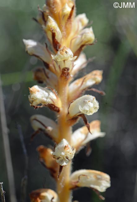 Orobanche minor = Orobanche livida