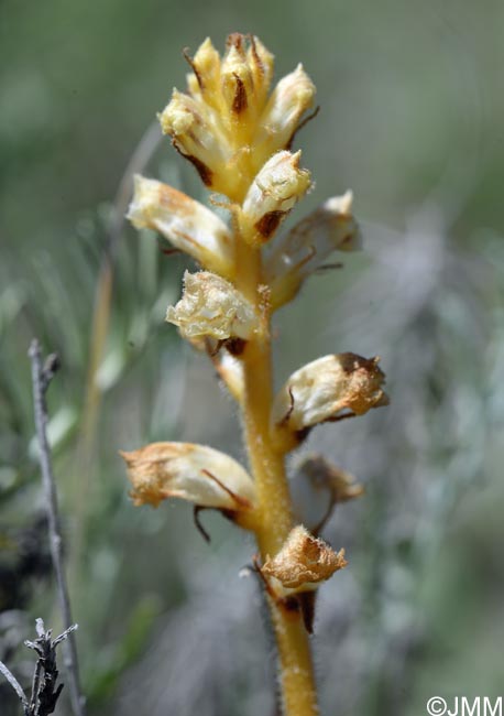 Orobanche minor = Orobanche livida