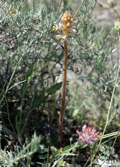 Orobanche minor = Orobanche livida