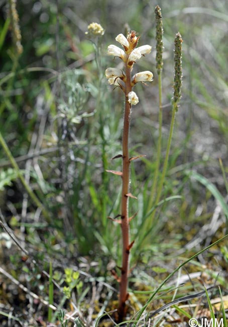 Orobanche minor = Orobanche livida