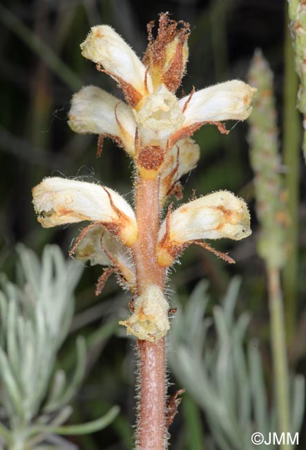 Orobanche minor = Orobanche livida