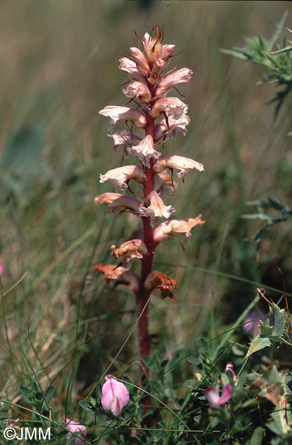 Orobanche minor var. maritima