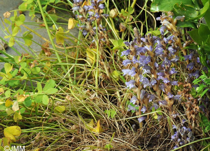 Phelipanche nana = Orobanche nana