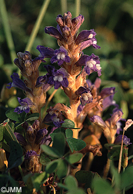 Phelipanche nana = Orobanche nana