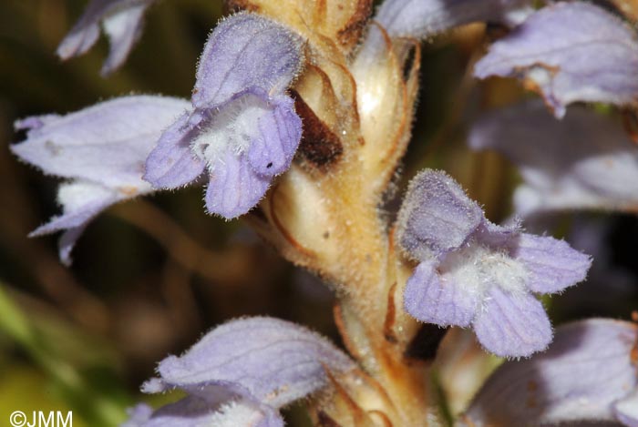 Phelipanche nana = Orobanche nana