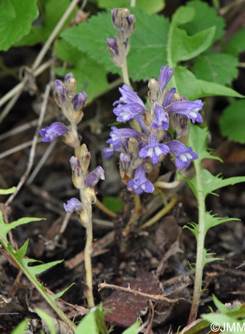 Phelipanche nana = Orobanche nana