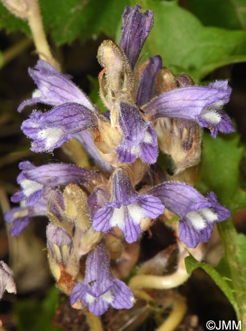 Phelipanche nana = Orobanche nana