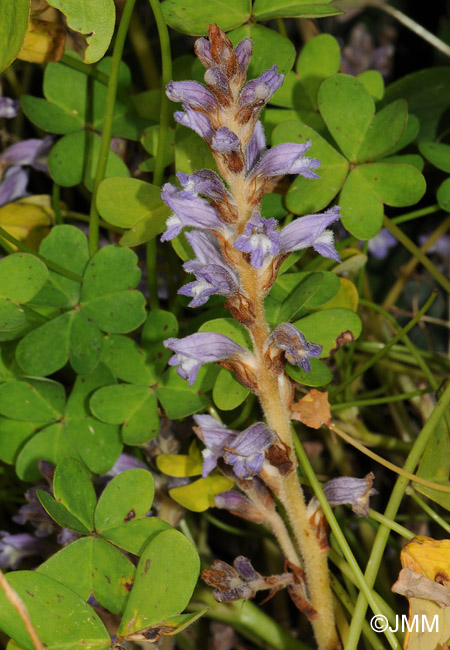 Phelipanche nana = Orobanche nana