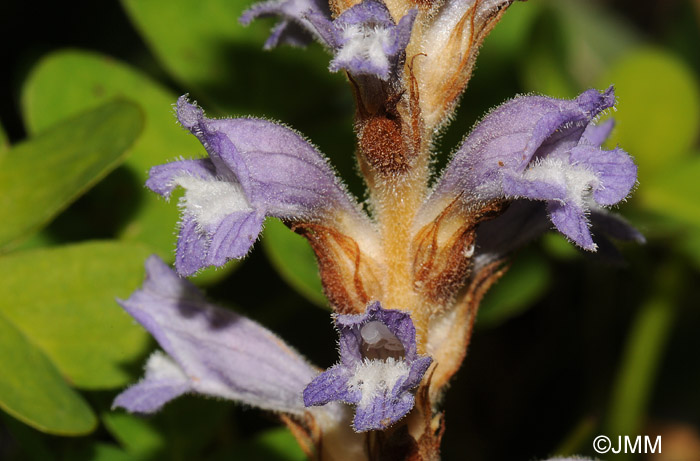 Phelipanche nana = Orobanche nana